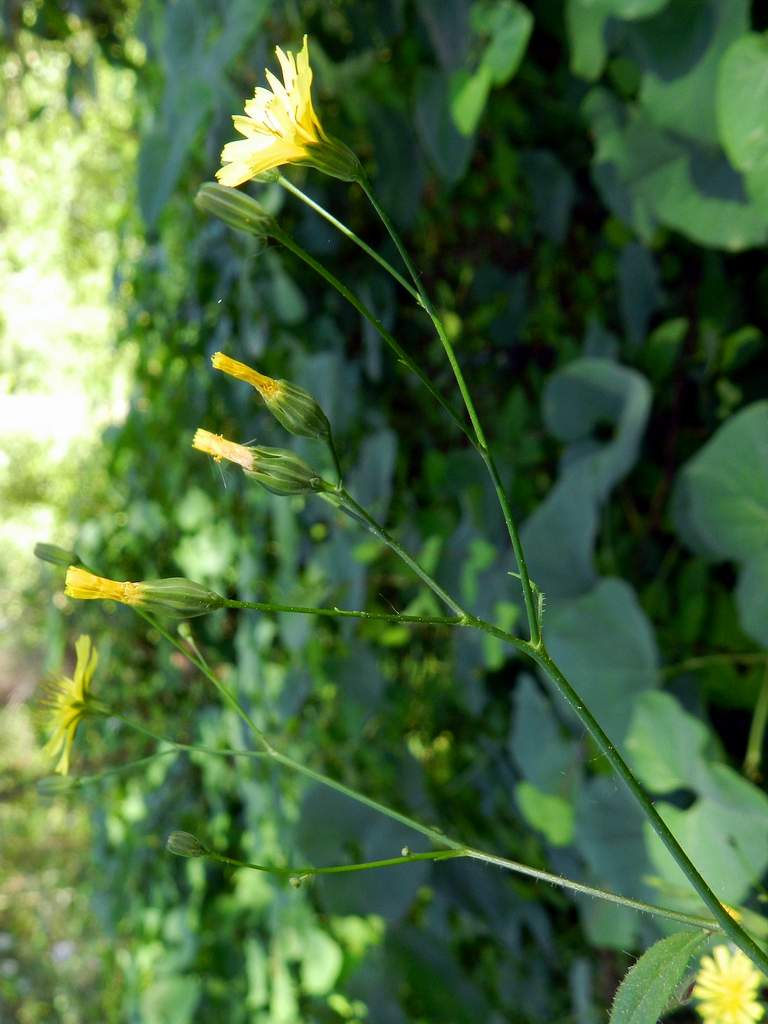 Lapsana communis / Lassana comune